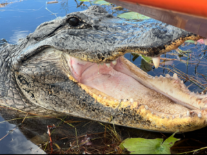 Everything You Need to Know About the Animals of the Everglades