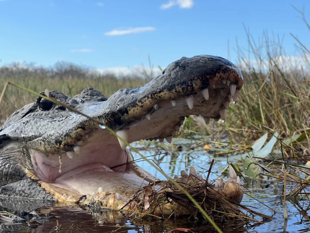 Alligator with its mouth open on an Everglades bank