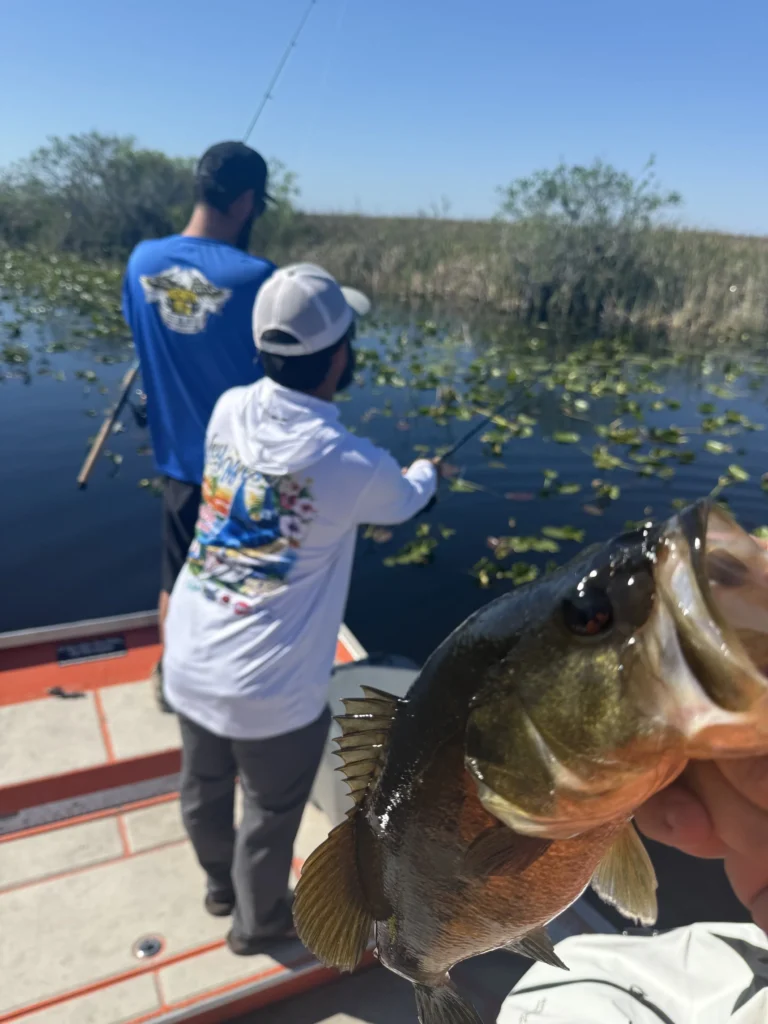 Largemouth bass caught on an Everglades airboat fishing trip