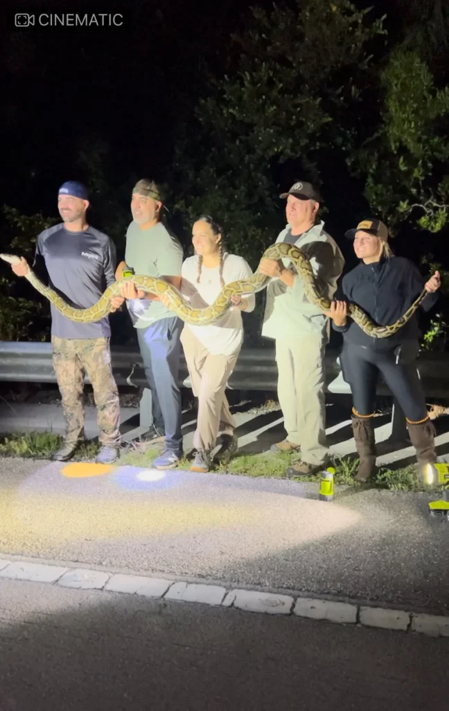 Five people holding a long Burmese python at night in South Florida