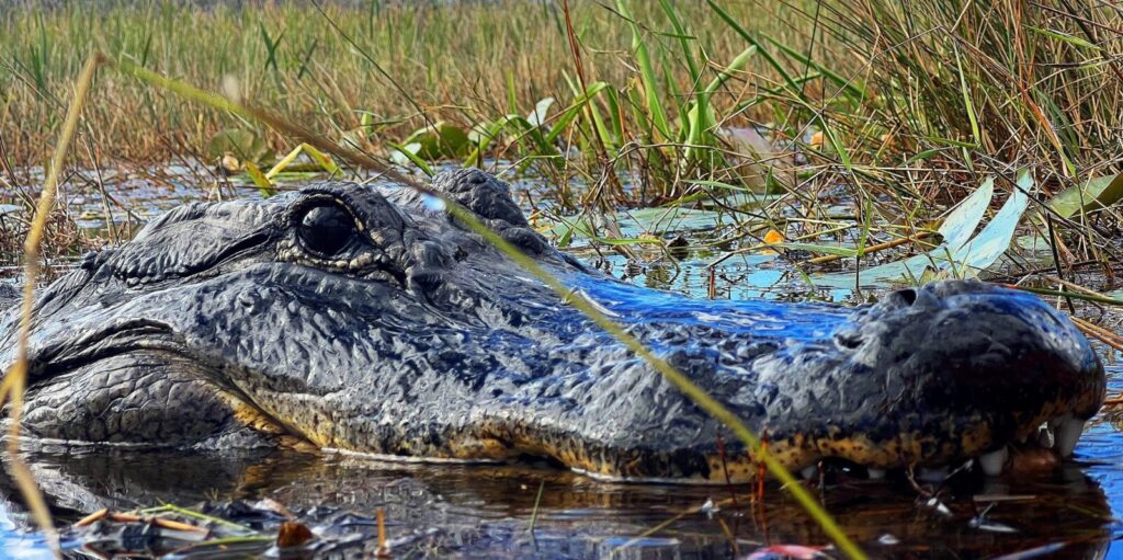 Alligator resting at the edge of the Everglades sawgrass