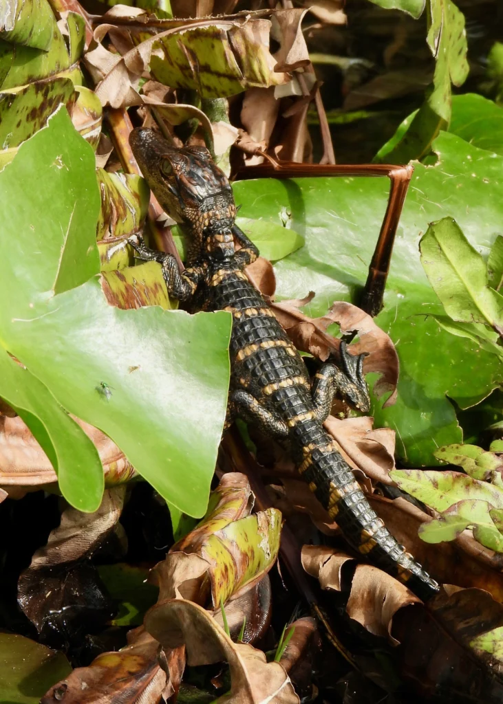 Baby alligator on lily pads in the Everglades