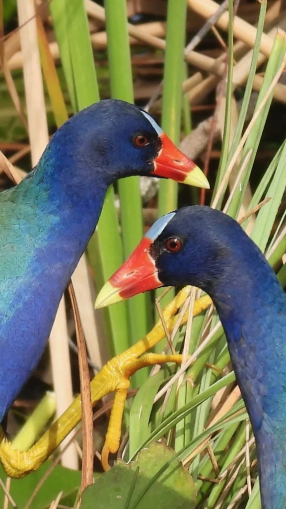 Two purple gallinules in the sawgrass, seen from an Everglades airboat