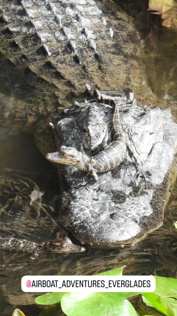 Close-up of an alligator's head in dark Everglades water