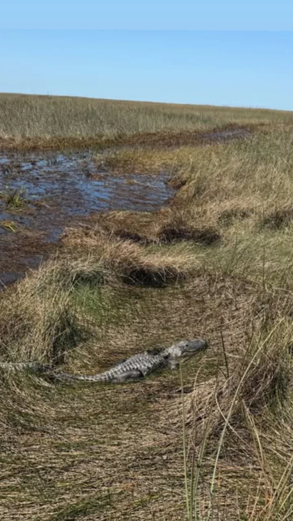 Alligator sunning on a muddy bank in the Everglades sawgrass