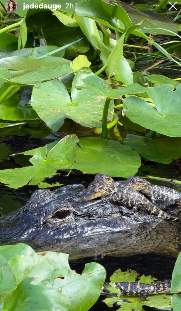 Alligator resting among green lily pads in the Everglades
