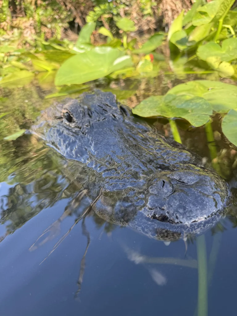 Alligator surfacing among lily pads in the Everglades