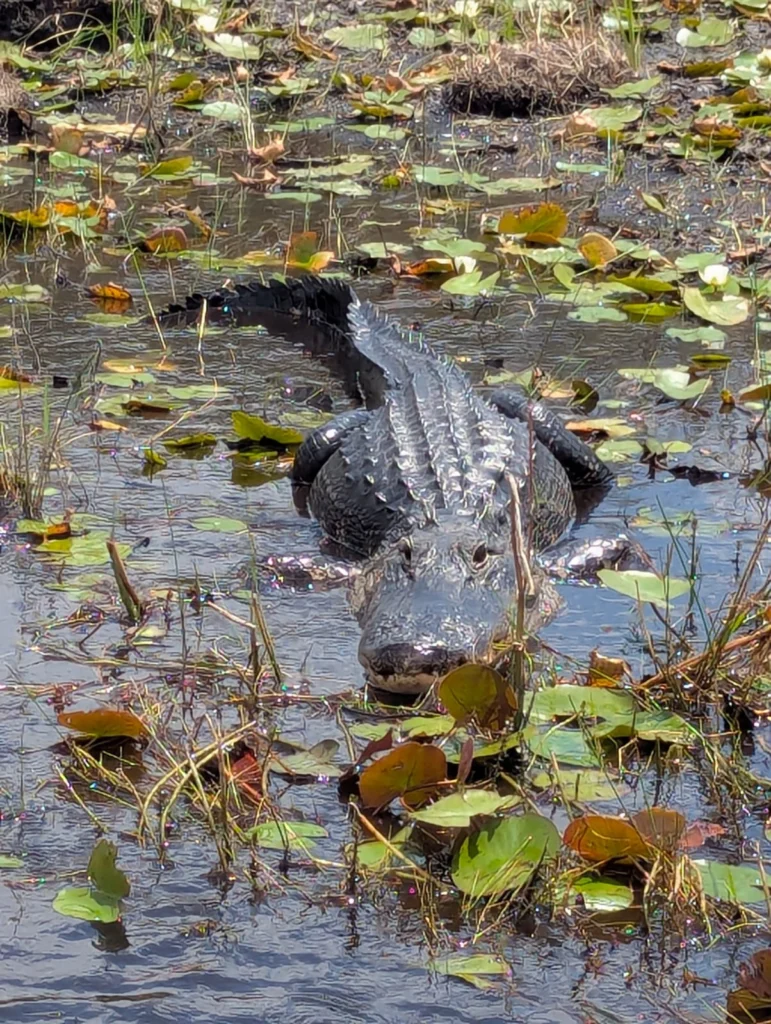 American alligator in the lily pads beside the airboat trail