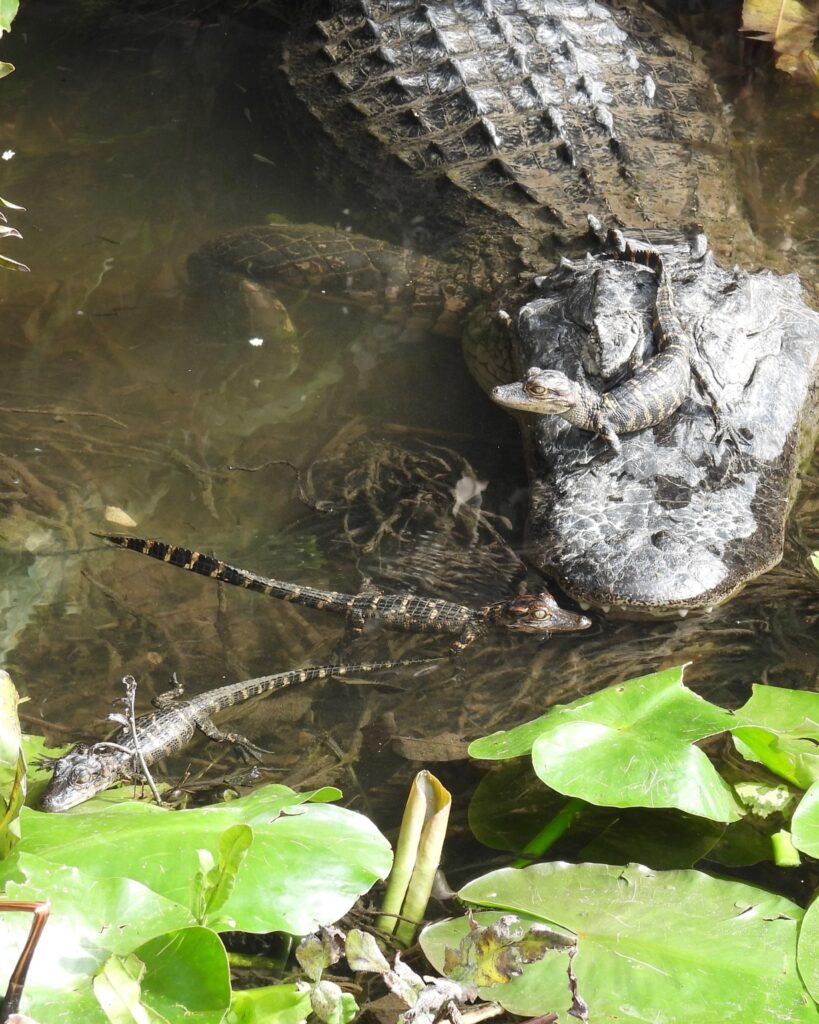 Young alligators resting on and beside a larger alligator among lily pads