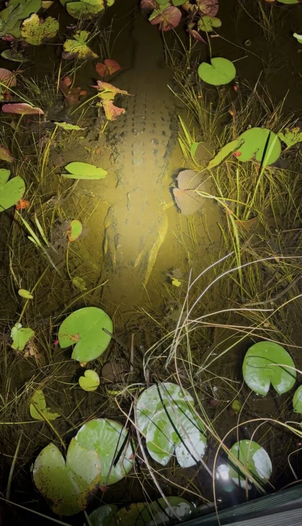 Alligator illuminated among lily pads during an Everglades night tour