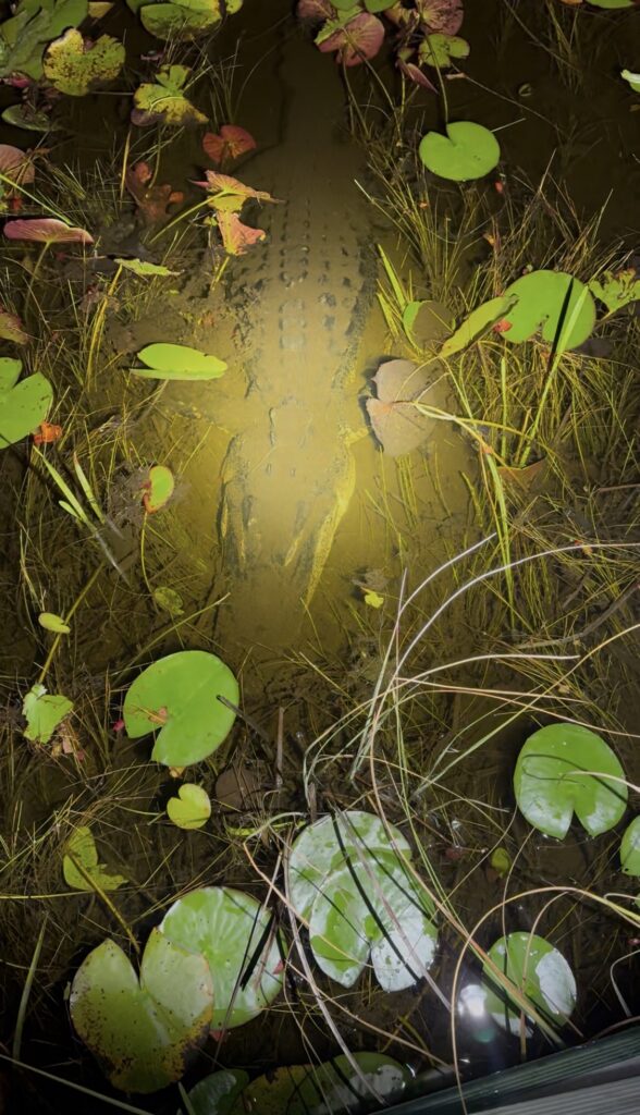 Alligator illuminated among lily pads during an Everglades night tour