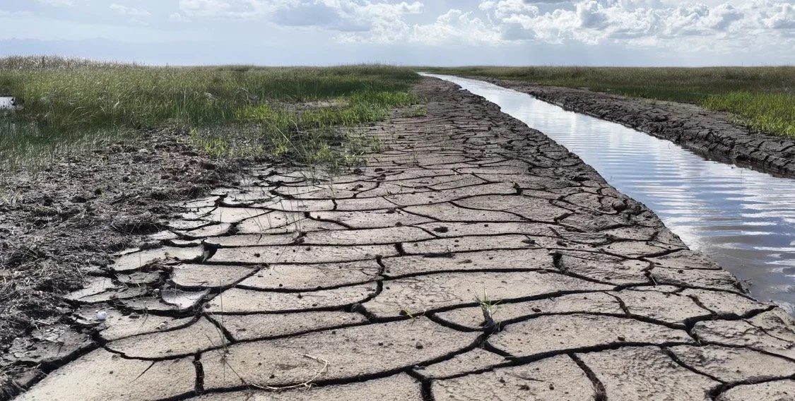 Cracked dry mud beside a narrow canal in the Everglades during the 2026 drought